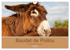 Baudet de Poitou - Des longues
