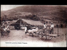 ETHNIQUE (GUINEE) ATTELAGE de BOVIN dans EXPLOITATION AGRICOLE animée
