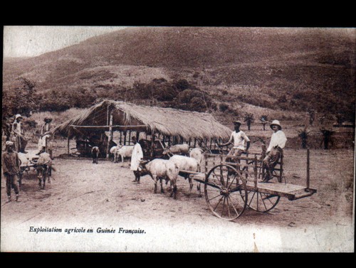 Ethnique attelage de - (guinee),