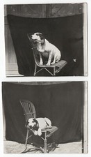 photo 2 tirages anonyme 1930 chien souriant sur fauteuil osier - dog snapshot