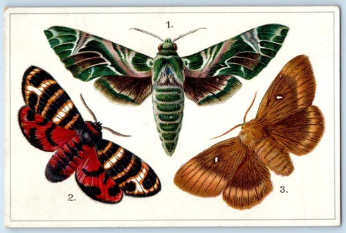 C1910 europe butterflies and - butterflies,