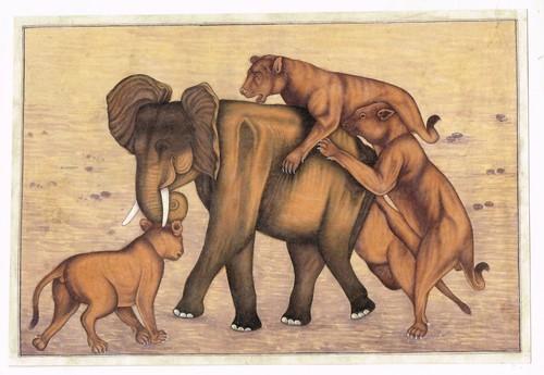 Faune peinture florida - faune, de