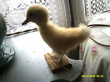 poussin jaune de canard