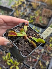 Dionaea Sawtooth - Plante Carnivore