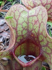 6 graines Sarracenia purpurea