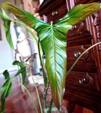 RARE XL Philodendron