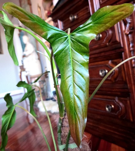 Rare philodendron - rare,