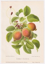 Eierbirn D'été Poires Fruits