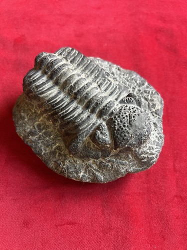 Large devonian trilobite - large,