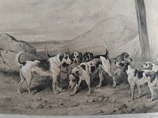 MEUTE DE CHIENS ANGLAIS