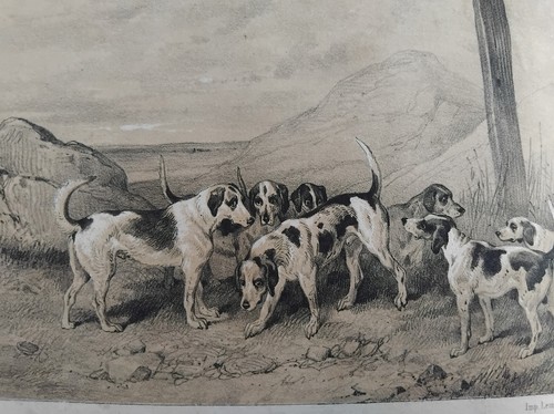 Meute chiens anglais - meute,