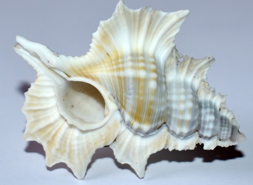 Sea shell coquillages - sea,