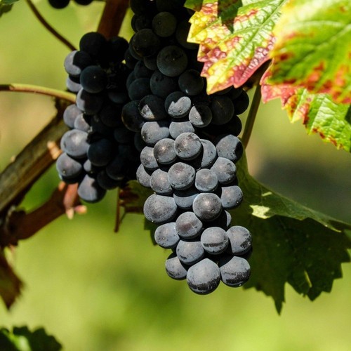 Plante fruitière raisin - plante,