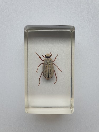Insecte sous résine - ,