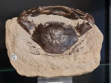 Crabe fossile Indonésie