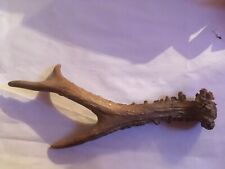 CORNE DE CHEVREUIL / CERF DE 18CM ENVIRON