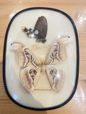 Joli Cadre Papillons