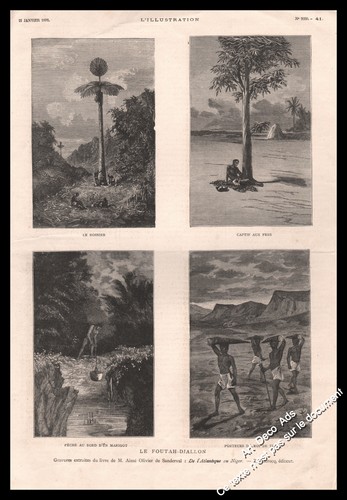 Gravure 1882 guinée - gravure, 1882,