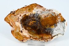 Bois petrifié du Madagascar