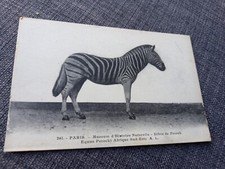 Cpa Paris museum histoire naturelle zebre Afrique du Sud Édition Rosle