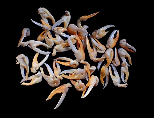 Marine life crab - marine, taxidermy-