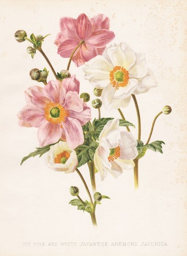 Anémone japonaise fleurs - japonaise,