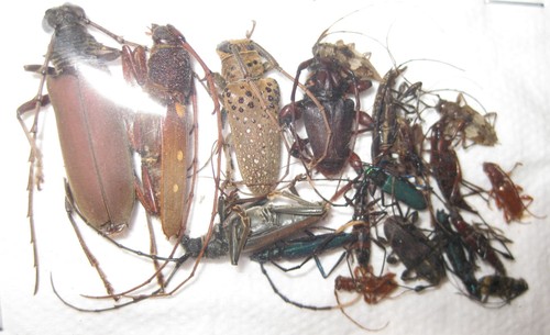 Cerambycidae mix2 a2 - mix2, a1/a2