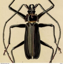 Entomologie Insecte Prione
