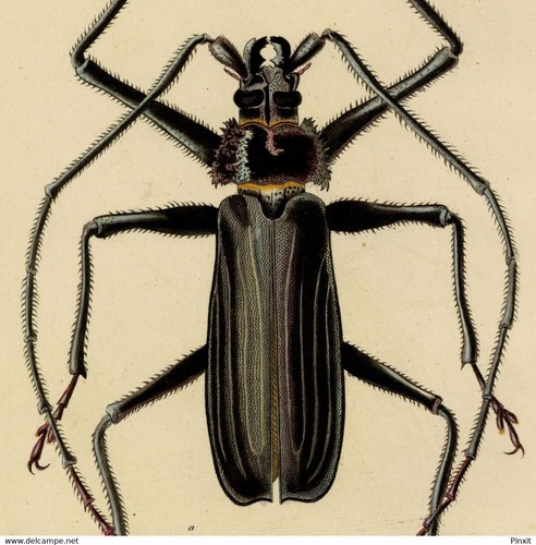 Entomologie insecte prione - insecte,