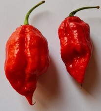 20 graines de piment rouge Naga Morich