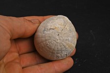 Oursin fossile Echinocorys sulcatus Dalbyover Danemark Danien 148g