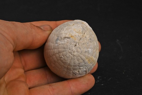 Oursin fossile echinocorys - oursin,