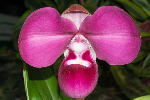 Phragmipedium boissierianum x - phragmipedium, (boissierianum