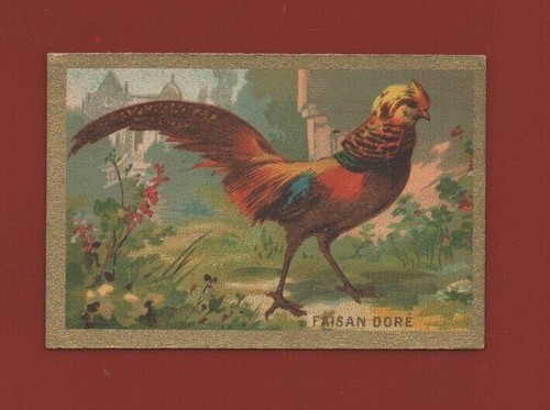 Chromo faisan doré - -, le