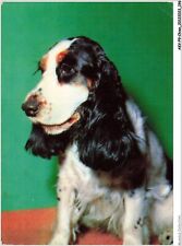 AKVP9-0743-CHIEN - SPRINGER ANGLAIS