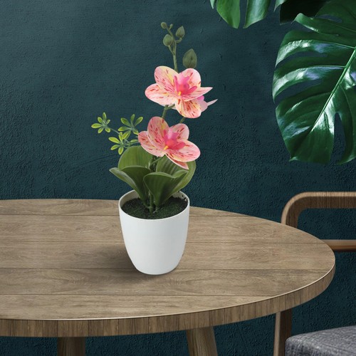 Plante pot plastique - plante,