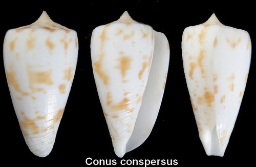 Coquillage collection - de,