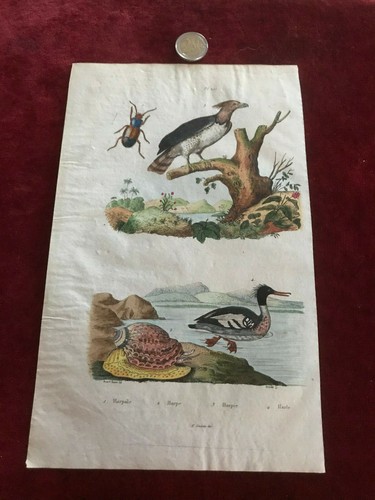 Gravure ancienne faune - gravure,