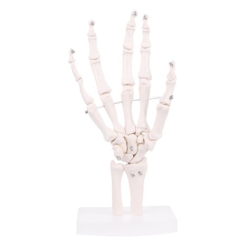 Main joint anatomique - joint,