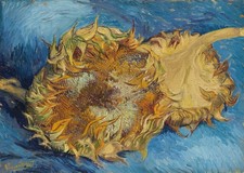 Affiche d'art mural tournesols