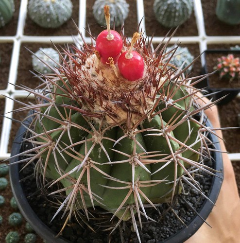 Melocactus guitartii seeds - guitartii,