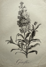 GIROFLEE Fleurs GRAVURE Louis