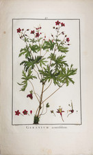 Redouté geranium - redoutÉ.,