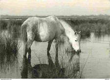 Animaux - Chevaux - Camargue -