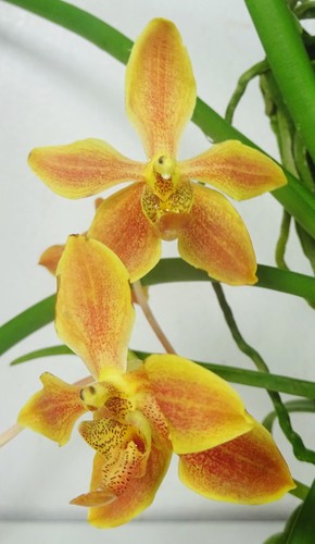 Vanda lamellata paraphalaen - vanda,