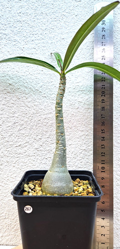Adenium somalense tanzania - adenium,