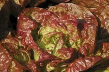 500 Graines Laitue Merveille