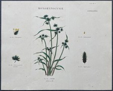 Herbier Souchet brun Gravure couleur v. 1860 par Audouit