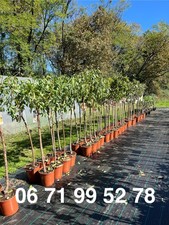 Petit prix - Arbres fruitiers