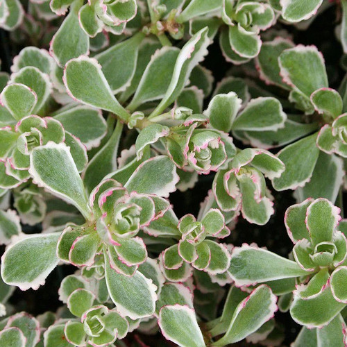 Sedum spurium variegatum - sedum,